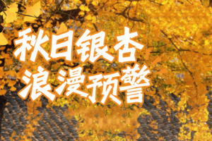 11.23 | 徒步六八古道，漫步长兴十里银杏长廊