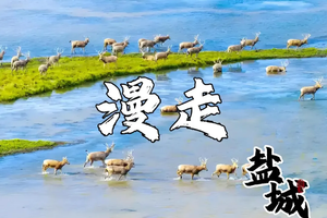 11.23 | 盐城条子泥观鸟-麋鹿园寻麋鹿