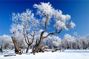 【赛事】2024年12月22日吉林·辉南四方顶山地冰雪马拉松！