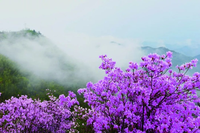 大杭州有个"网红"山,紫色映山红美得不像话!错过