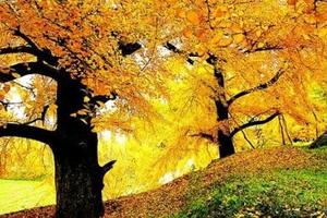 【单位定制】随州秋韵 洛阳店赏银杏 赠送九口堰纪念馆一日游