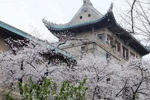 【单位团】4.8-10号 武大赏樱花 东湖绿道 黄陂清凉寨游山玩水 仙桃梦里水乡 休闲纯玩3日游