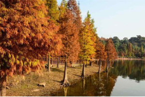 【公益徒步】12.8号周日 东湖七山连纵 秋冬季节 打卡东湖金钥匙 红水杉 城市行摄 半日游