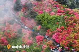 【麻城丨1天】4.11-5.12号每天发班 麻城龟峰山赏杜鹃丨99元