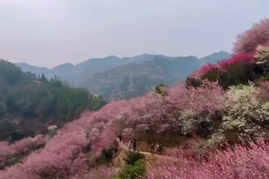 2023年2月18日卖花渔