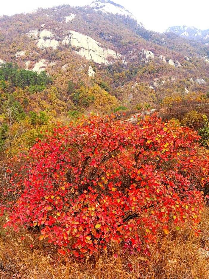 11.4日随州桐柏山十里红叶一日游