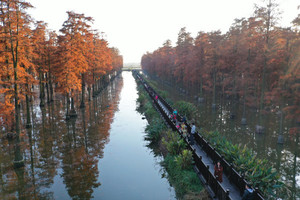 特价99元【涨渡湖水上森林+稻田记忆景区】纯玩1日游 含中餐 