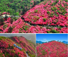 4月4日 特价99元含门票（年卡69元）【云雾山1日游】万亩杜鹃花海开啦！