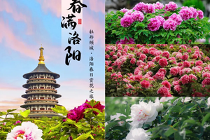 已成行【清明洛阳3天】4.4-6号 洛阳古城赏牡丹，龙门石窟，清明上河园，白马寺，品老街水席 VIP大巴团