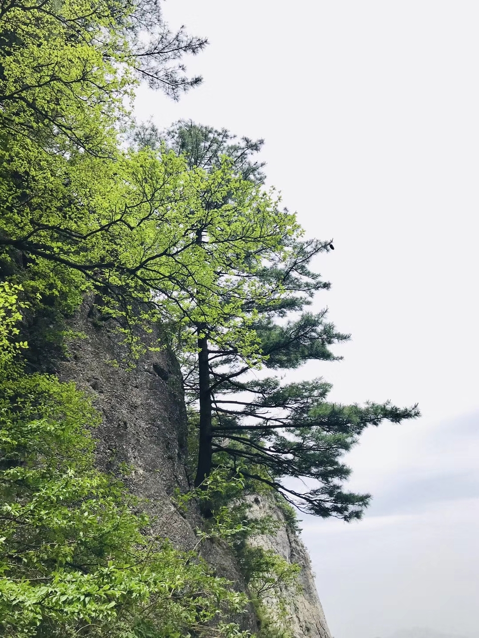 mmexport1527429486553