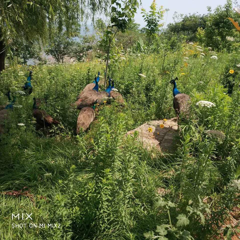 微信图片_20180603113554