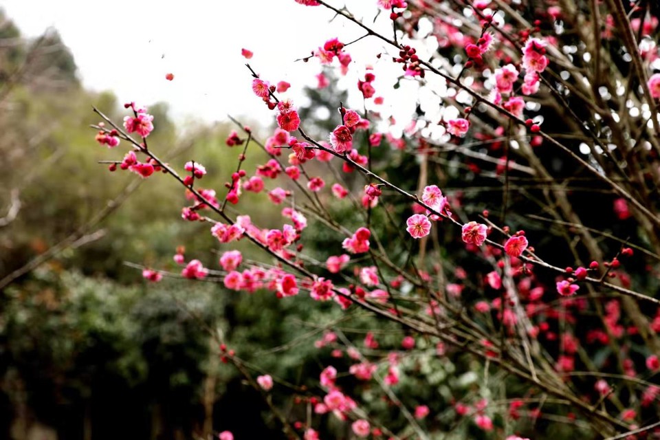 微信图片_20190226112640