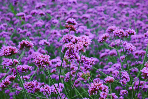 【6月19日郧西赏紫色花海+荷花+采摘+民俗博物馆一日游】特价79元/人