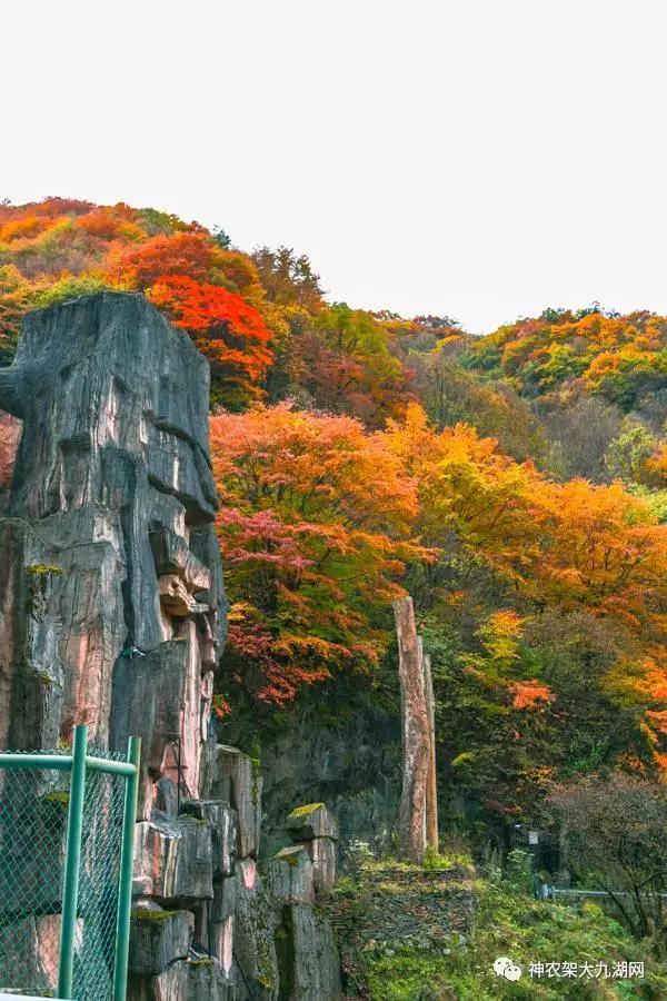 醉了，醉了！神龙架，您真的会撩人呀！（美图美文欣赏）