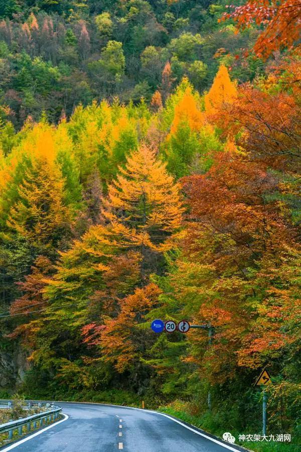 醉了，醉了！神龙架，您真的会撩人呀！（美图美文欣赏）