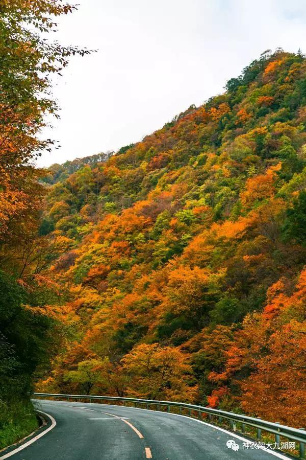 醉了，醉了！神龙架，您真的会撩人呀！（美图美文欣赏）