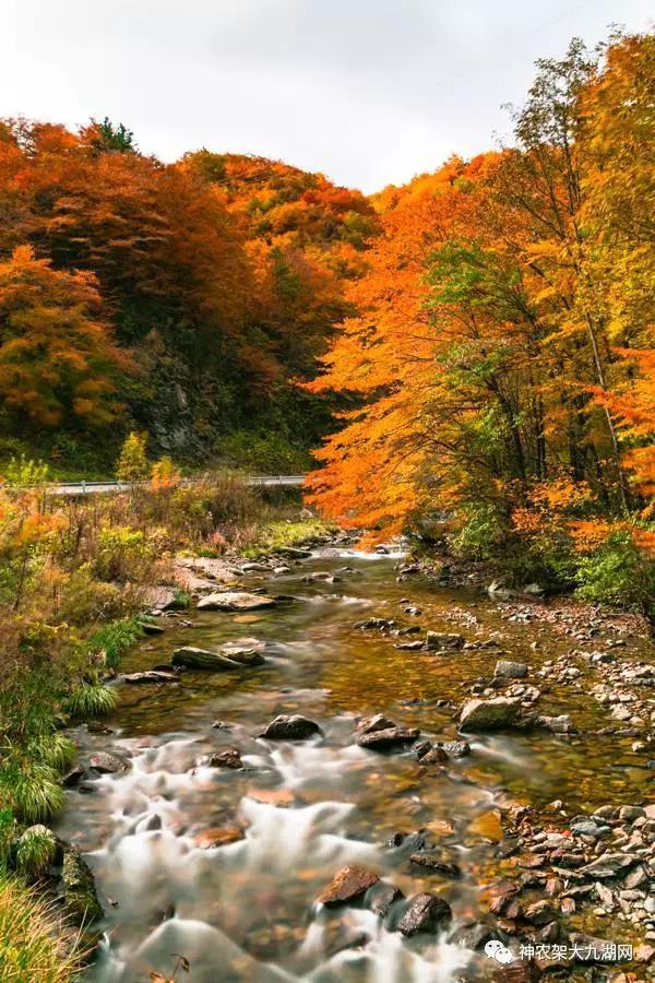 醉了，醉了！神龙架，您真的会撩人呀！（美图美文欣赏）