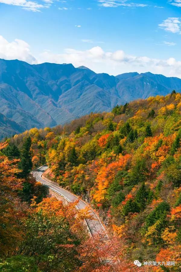 醉了，醉了！神龙架，您真的会撩人呀！（美图美文欣赏）