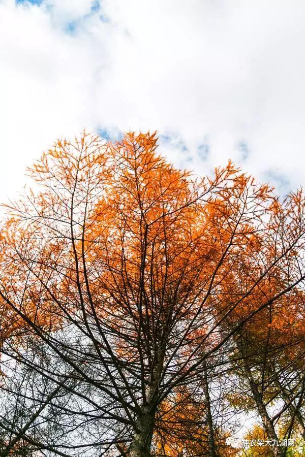 醉了，醉了！神龙架，您真的会撩人呀！（美图美文欣赏）