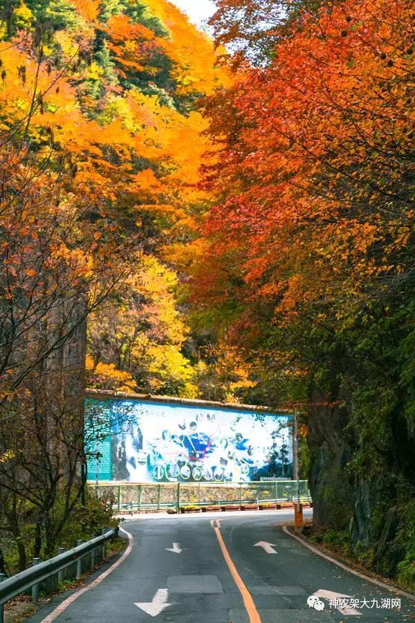 醉了，醉了！神龙架，您真的会撩人呀！（美图美文欣赏）