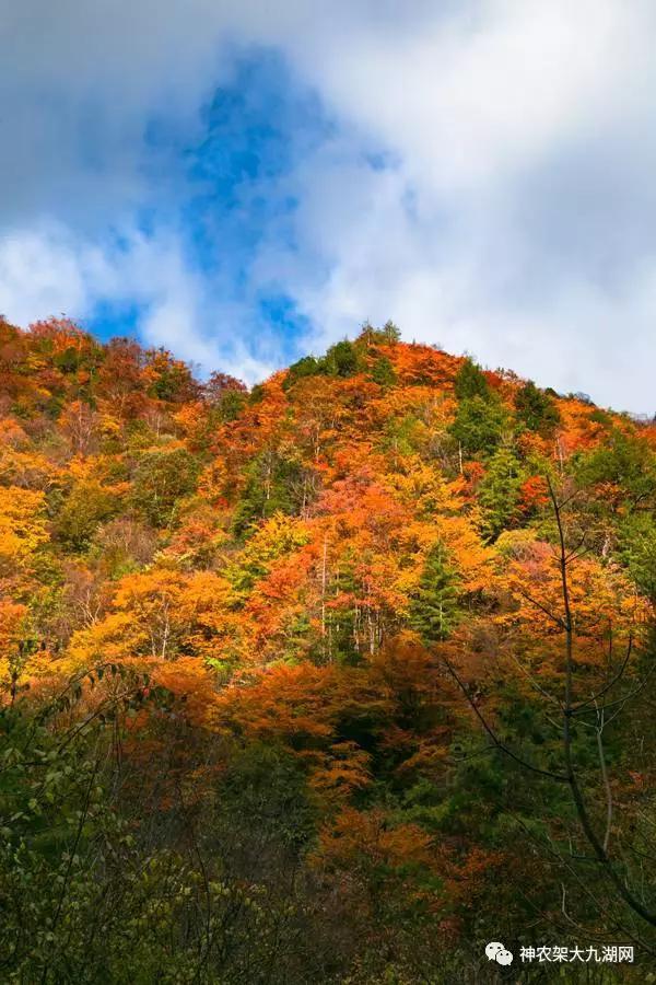 醉了，醉了！神龙架，您真的会撩人呀！（美图美文欣赏）