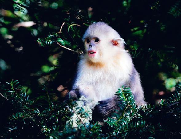 神农架有什么秘密？很多地方不能进入，是因为野人？