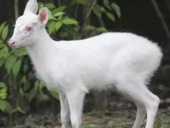 神农架有什么秘密？很多地方不能进入，是因为野人？