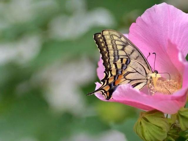 如此害怕花粉的日本人为何一定要去看樱花？并不只是因为樱花漂亮