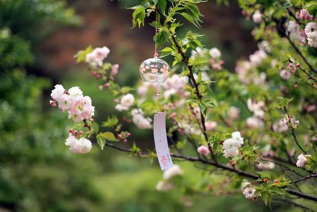 如此害怕花粉的日本人为何一定要去看樱花？并不只是因为樱花漂亮