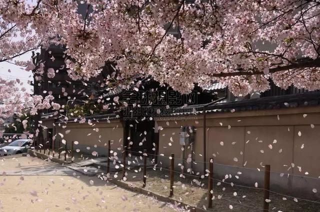 如此害怕花粉的日本人为何一定要去看樱花？并不只是因为樱花漂亮