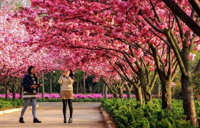 如此害怕花粉的日本人为何一定要去看樱花？并不只是因为樱花漂亮