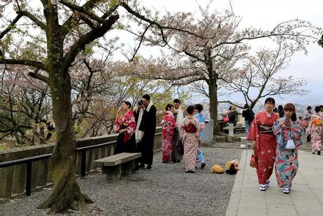 如此害怕花粉的日本人为何一定要去看樱花？并不只是因为樱花漂亮