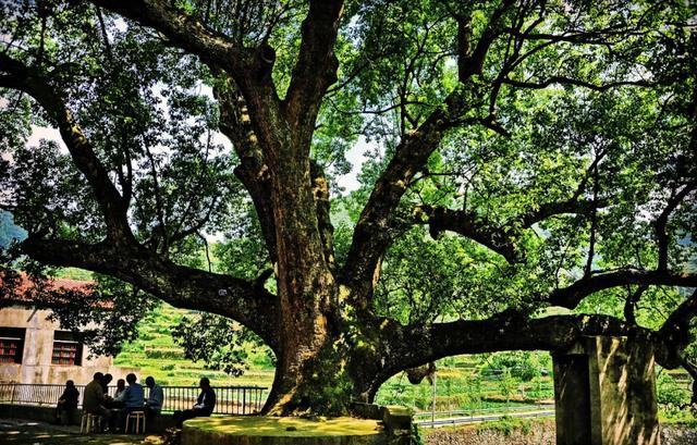 国内罕见的中华第一高瀑，刚开放就“爆”了！