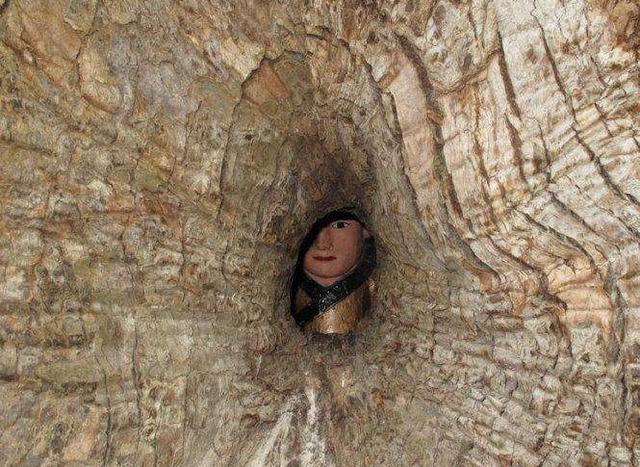 我国唯一藏在树中的佛像，先有树还是先有佛，很多人困惑