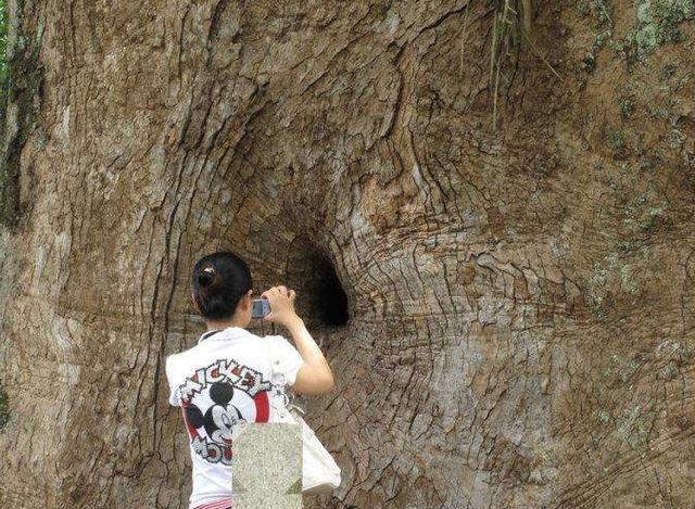 我国唯一藏在树中的佛像，先有树还是先有佛，很多人困惑