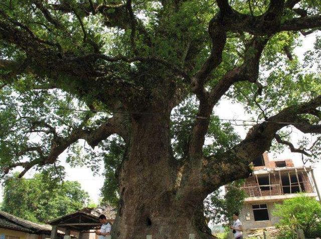 我国唯一藏在树中的佛像，先有树还是先有佛，很多人困惑