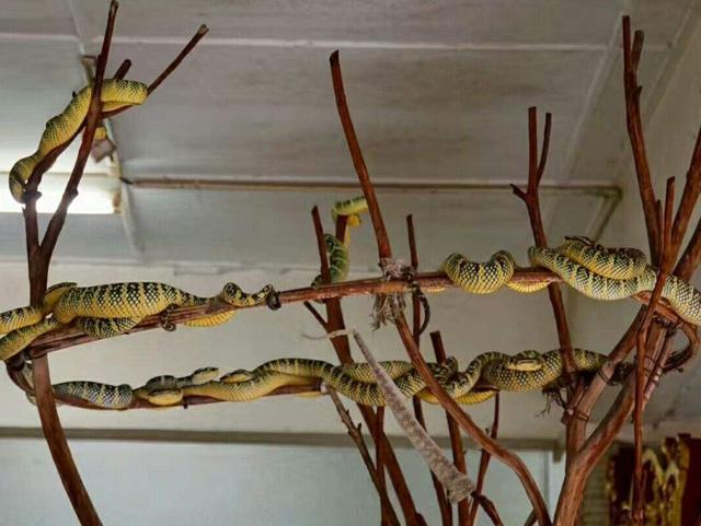 全球唯一的“蛇庙”，寺内到处都是青蛇，游客仍然络绎不绝！