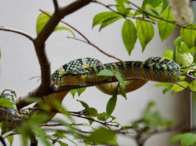 全球唯一的“蛇庙”，寺内到处都是青蛇，游客仍然络绎不绝！