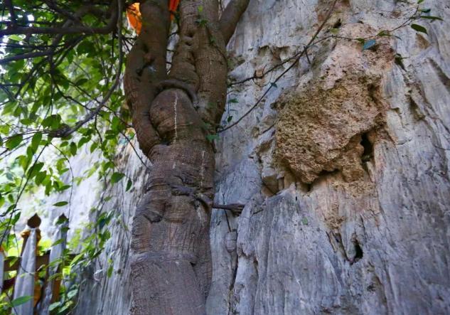 云南3000年菩提树，长出一只“佛手”，游客：佛祖保佑