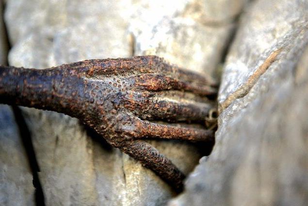 云南3000年菩提树，长出一只“佛手”，游客：佛祖保佑