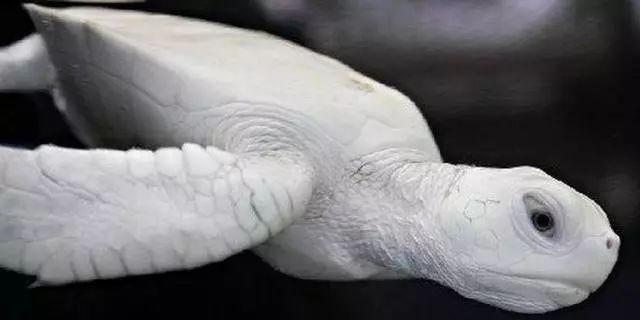 中国最神秘的景区神龙架，传说野人出没的地方