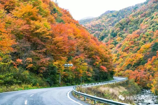 醉了，醉了！神龙架，您真的会撩人呀！（美图美文欣赏）