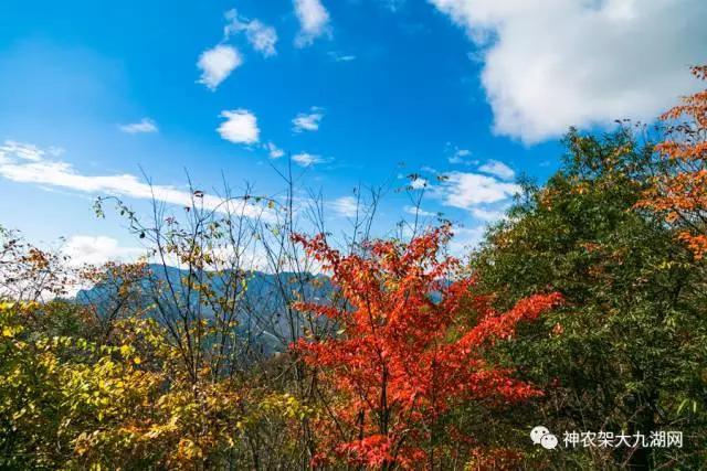 醉了，醉了！神龙架，您真的会撩人呀！（美图美文欣赏）