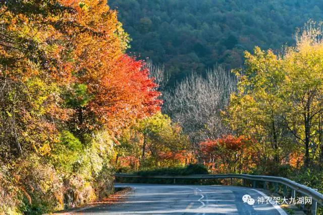 醉了，醉了！神龙架，您真的会撩人呀！（美图美文欣赏）