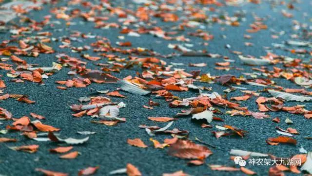 醉了，醉了！神龙架，您真的会撩人呀！（美图美文欣赏）