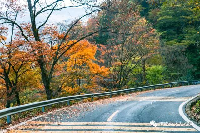 醉了，醉了！神龙架，您真的会撩人呀！（美图美文欣赏）