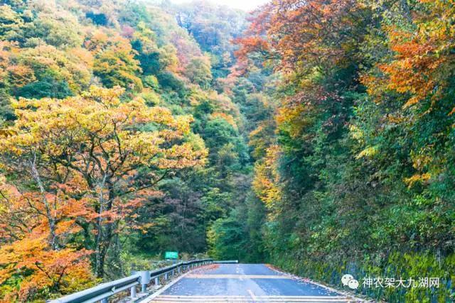 醉了，醉了！神龙架，您真的会撩人呀！（美图美文欣赏）