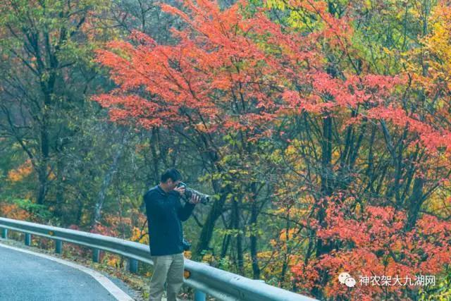 醉了，醉了！神龙架，您真的会撩人呀！（美图美文欣赏）
