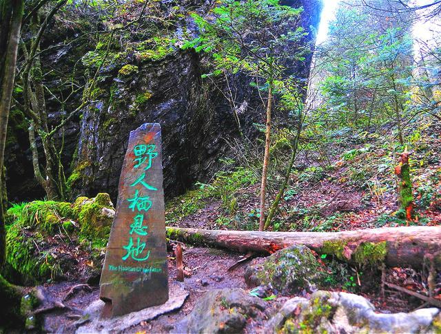 神农架到底有没有野人？40多年来，有谁真正见到了野人？