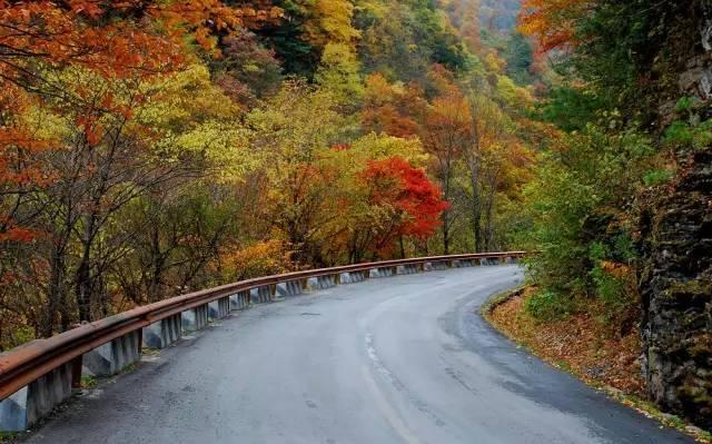 神农架大九湖，入了时光画卷，沉醉不知归处